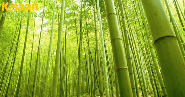 बांस भारत की पोस्ट-कोविड अर्थव्यवस्था के महत्वपूर्ण घटकों में से एक है